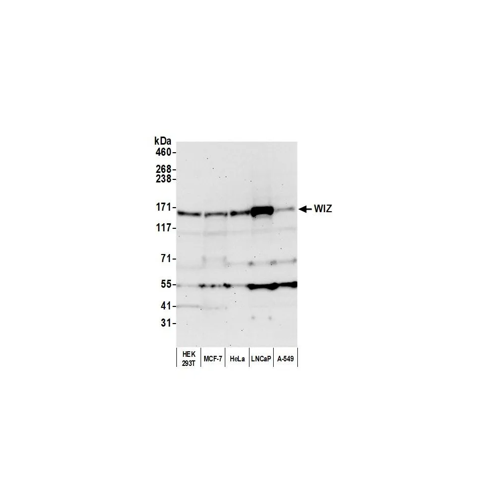 Rabbit anti-WIZ Antibody, Affinity Purified