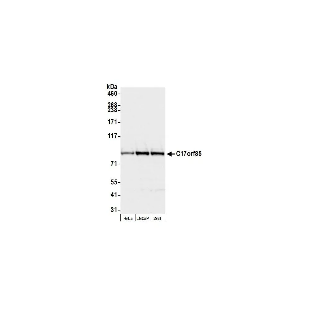 Rabbit anti-C17orf85 Antibody, Affinity Purified