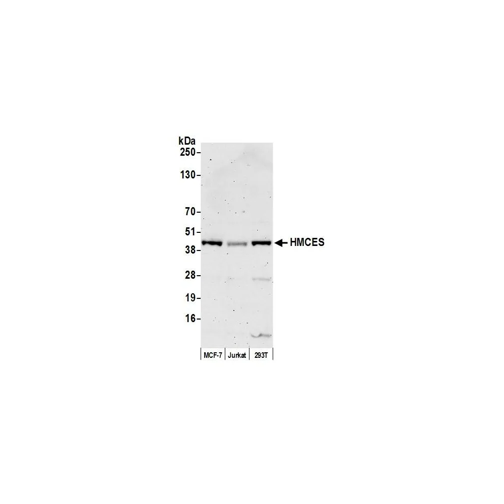 Rabbit anti-HMCES Antibody, Affinity Purified