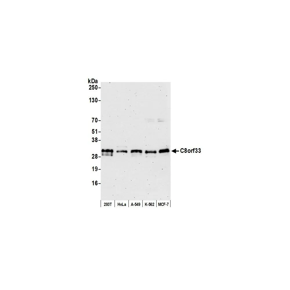 Rabbit anti-C8orf33 Antibody, Affinity Purified