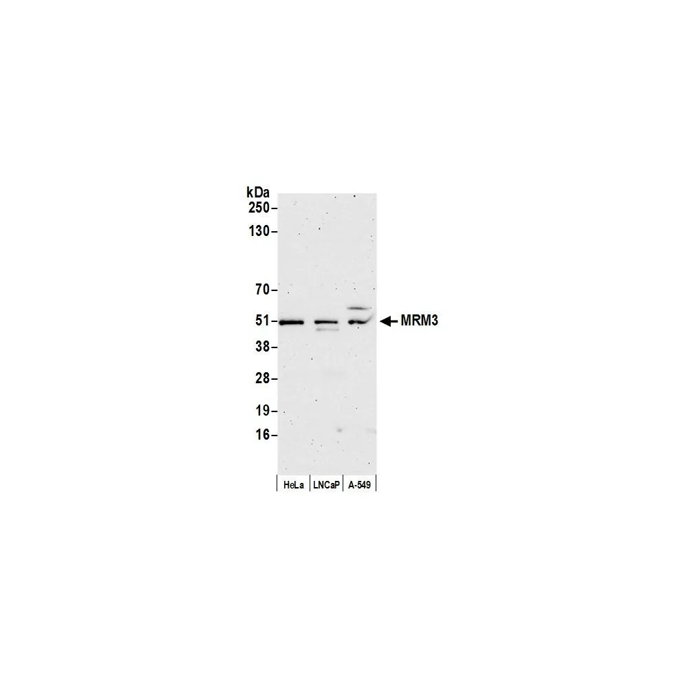 Rabbit anti-MRM3 Antibody, Affinity Purified