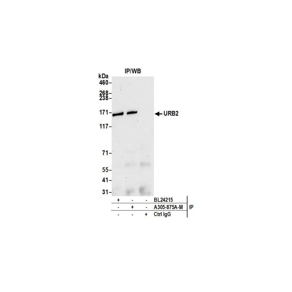 Rabbit anti-URB2 Antibody, Affinity Purified