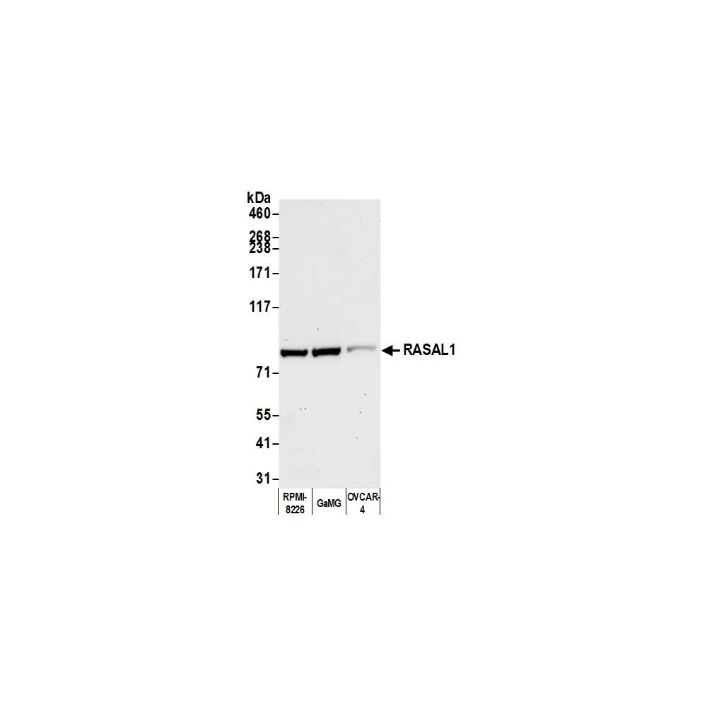 Rabbit anti-RASAL1 Antibody, Affinity Purified