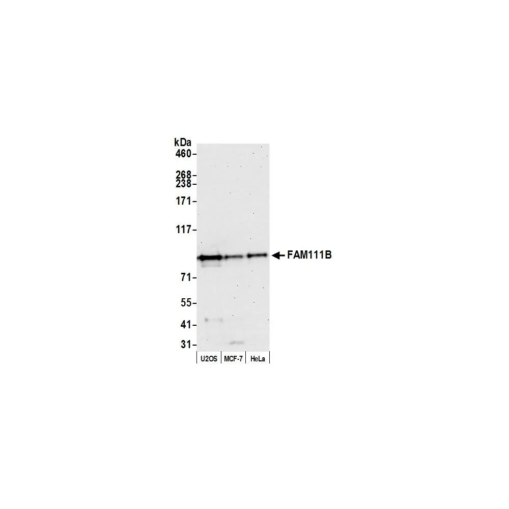 Rabbit anti-FAM111B Antibody, Affinity Purified