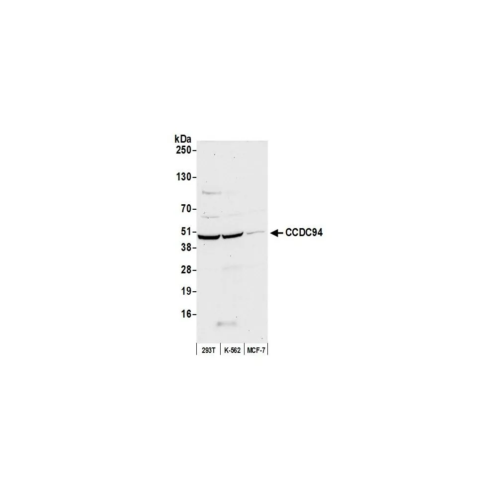 Rabbit anti-CCDC94 Antibody, Affinity Purified