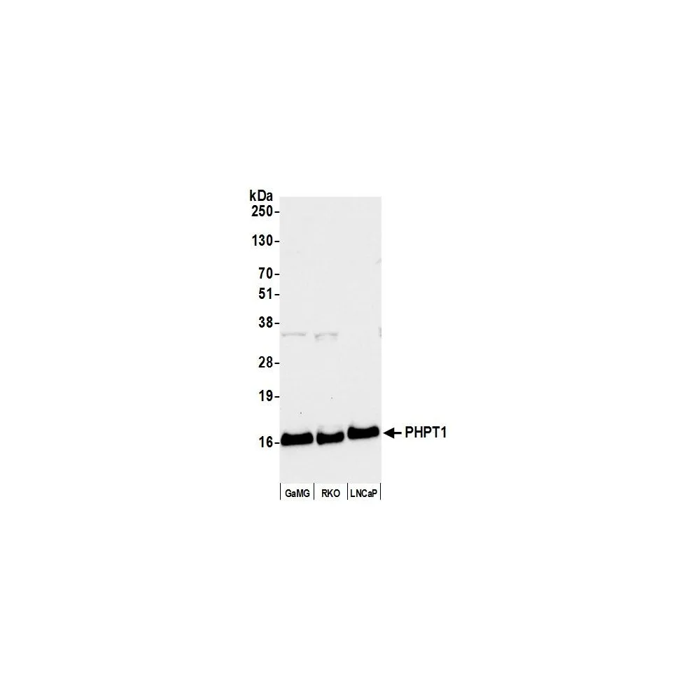 Rabbit anti-PHPT1 Antibody, Affinity Purified