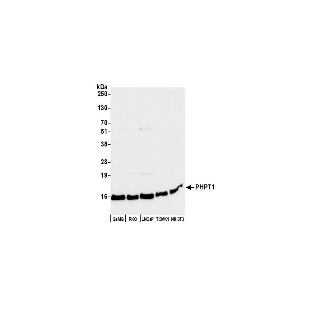 Rabbit anti-PHPT1 Antibody, Affinity Purified