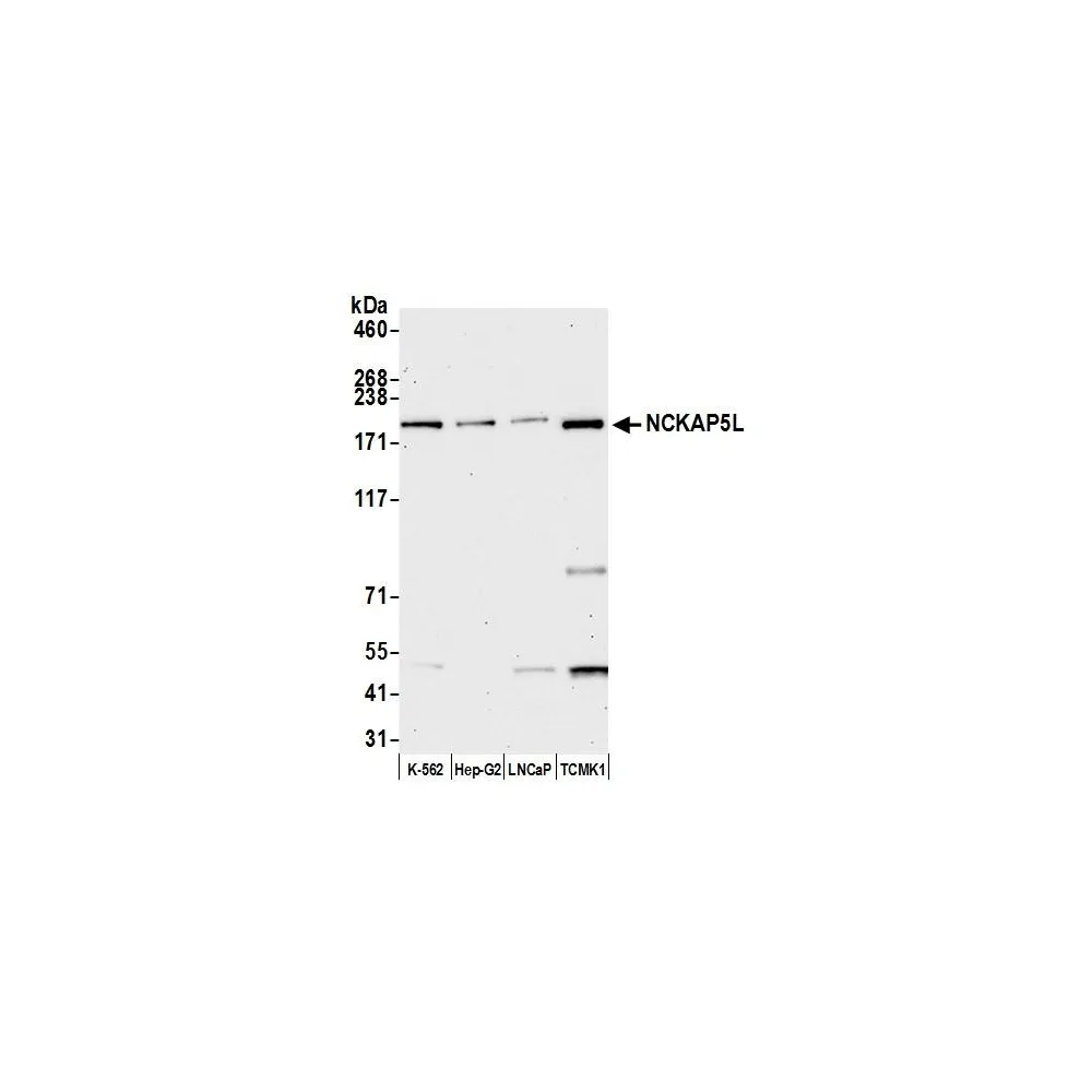 Rabbit anti-NCKAP5L Antibody, Affinity Purified