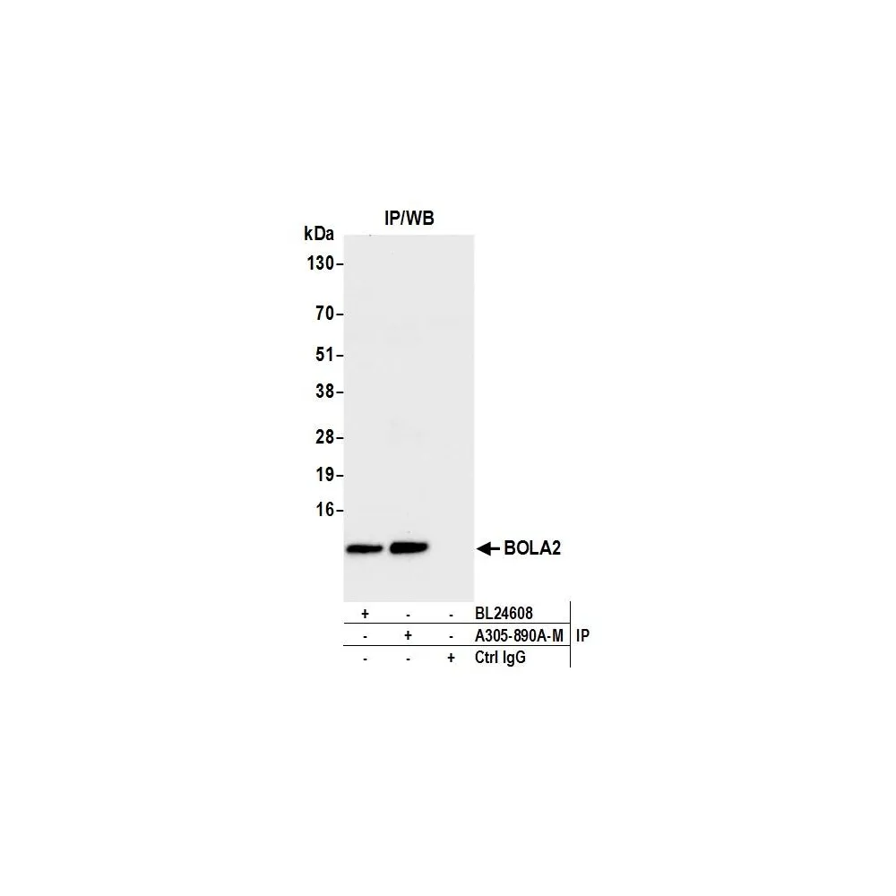Rabbit anti-BOLA2 Antibody, Affinity Purified