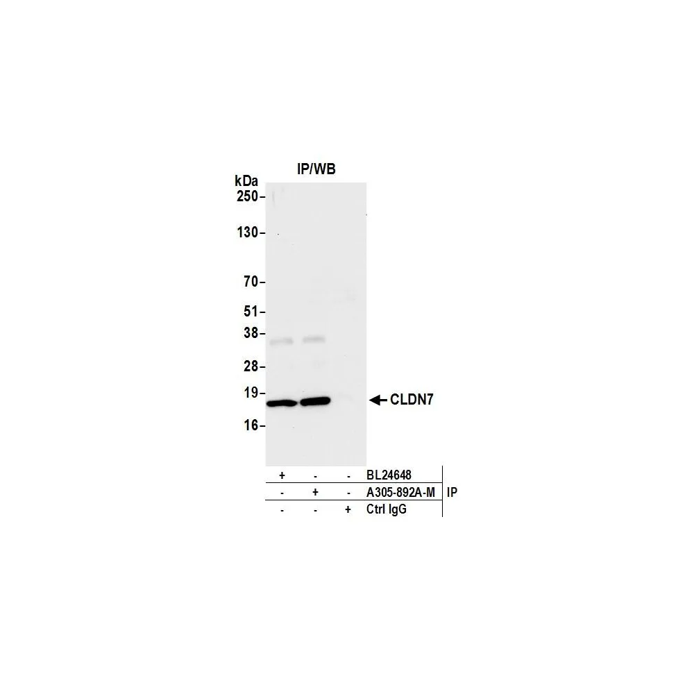 Rabbit anti-CLDN7 Antibody, Affinity Purified