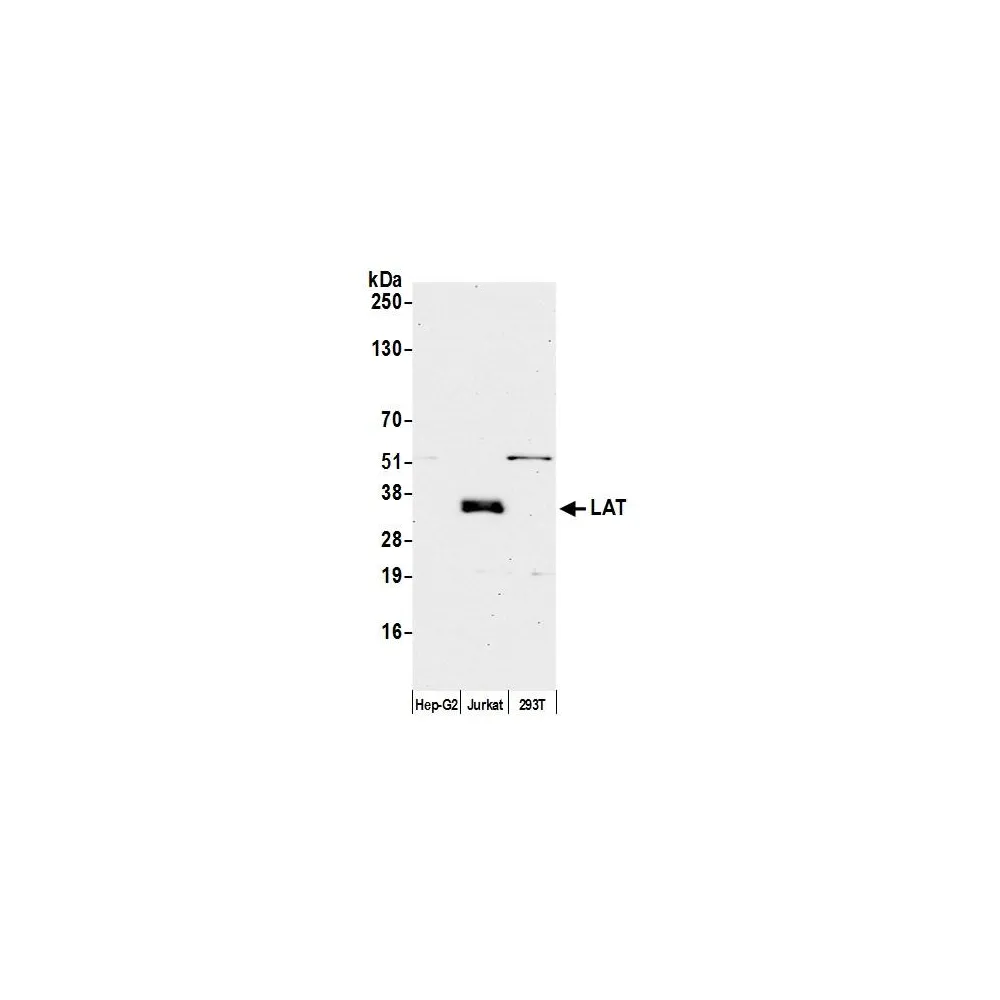 Rabbit anti-LAT Antibody, Affinity Purified