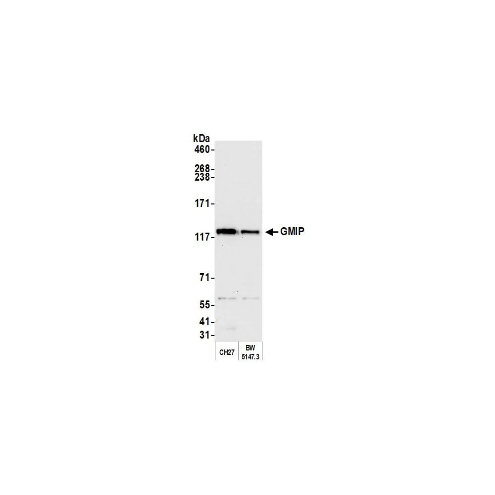 Rabbit anti-GMIP Antibody, Affinity Purified