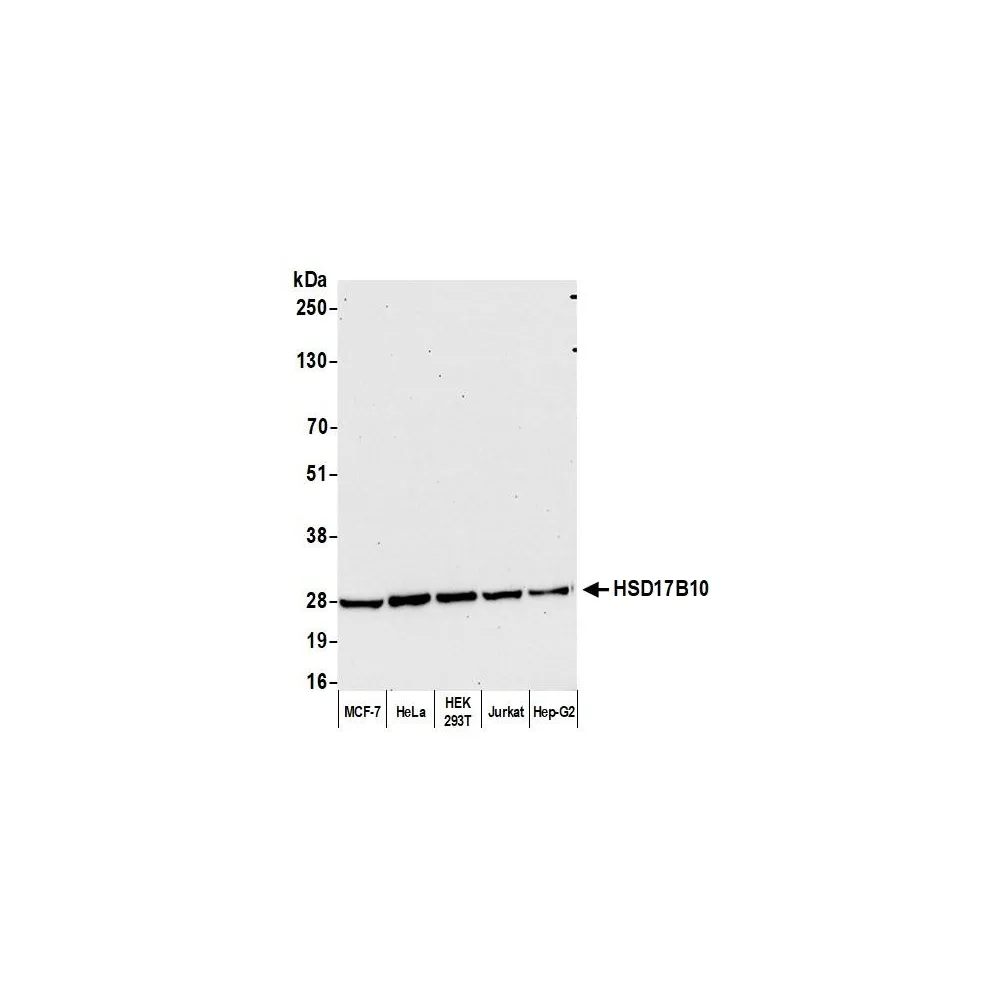 Rabbit anti-HSD17B10 Antibody, Affinity Purified