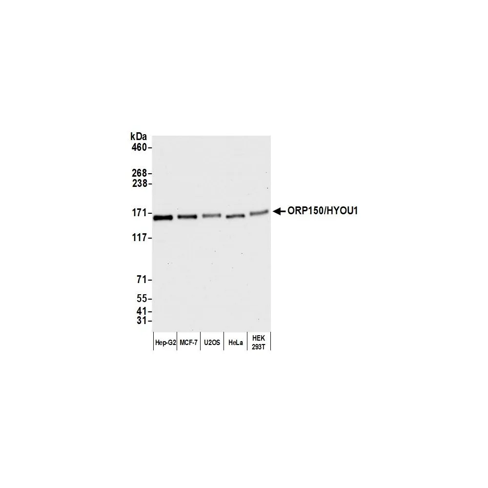 Rabbit anti-ORP150/HYOU1 Antibody, Affinity Purified
