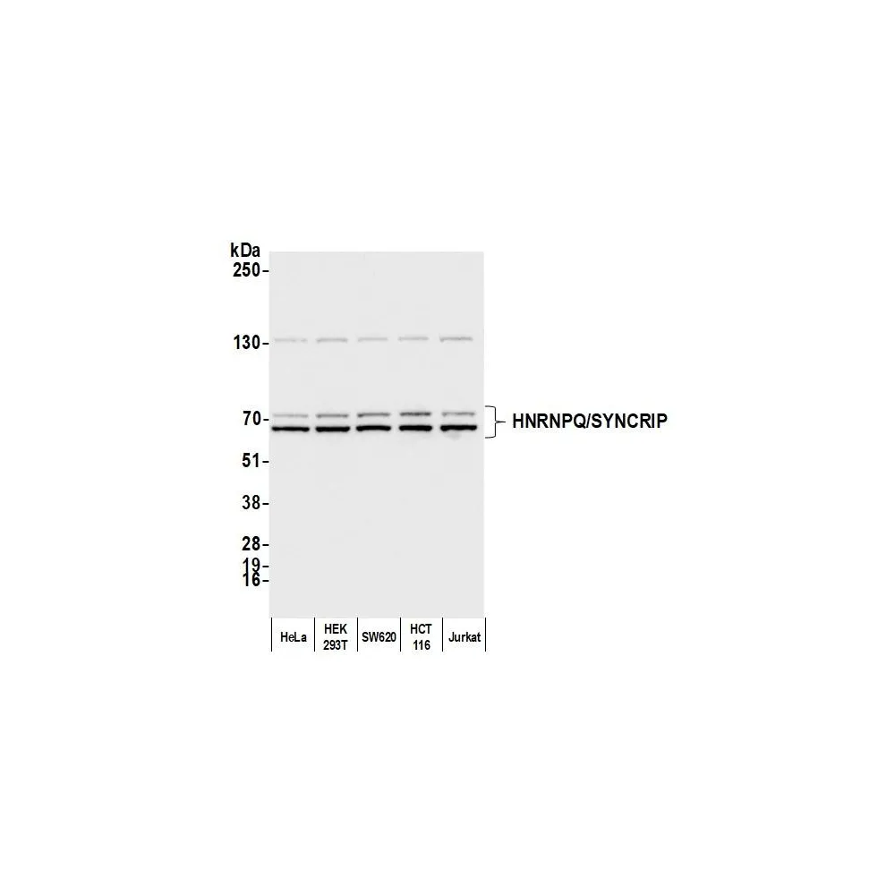 Rabbit anti-HNRNPQ/SYNCRIP Antibody, Affinity Purified