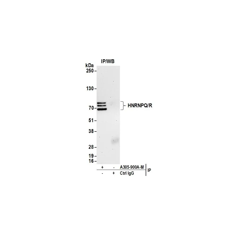 Rabbit anti-HNRNPQ/R Antibody, Affinity Purified