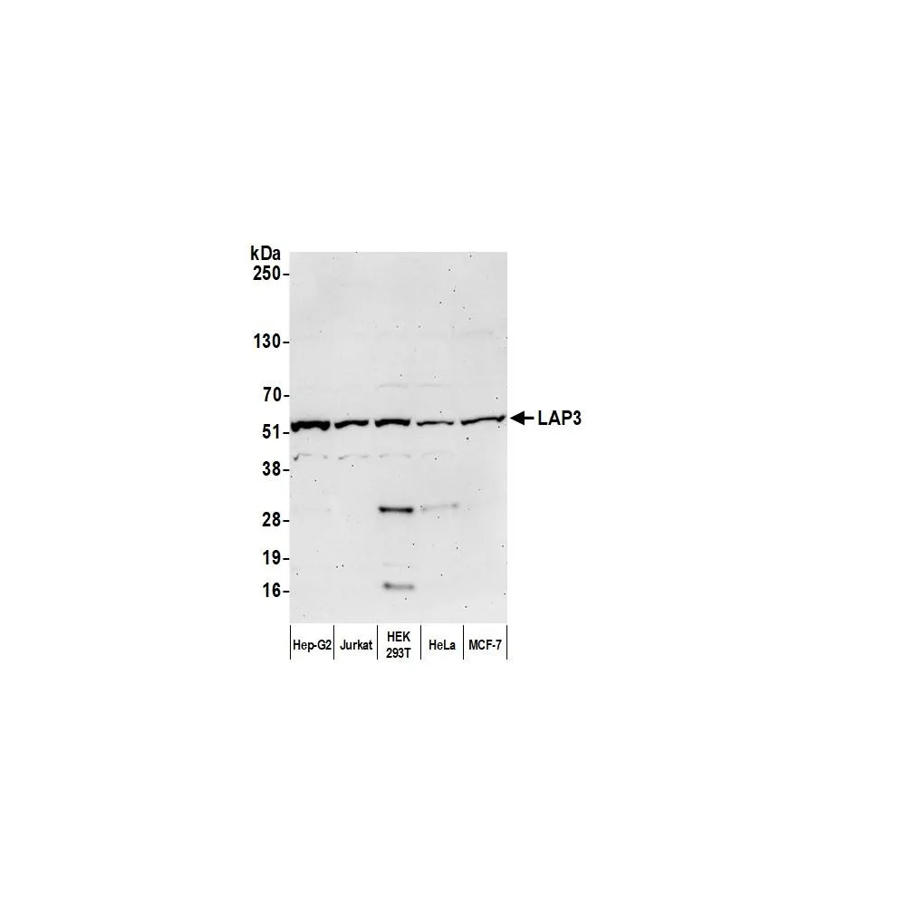 Rabbit anti-LAP3 Antibody, Affinity Purified