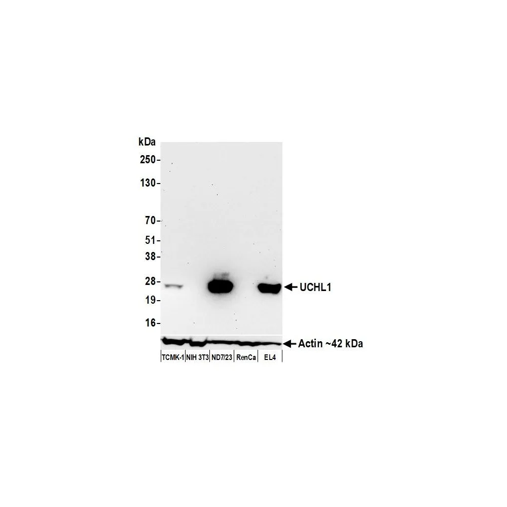 Goat anti-Human IgG-Fc Fragment Antibody Biotinylated