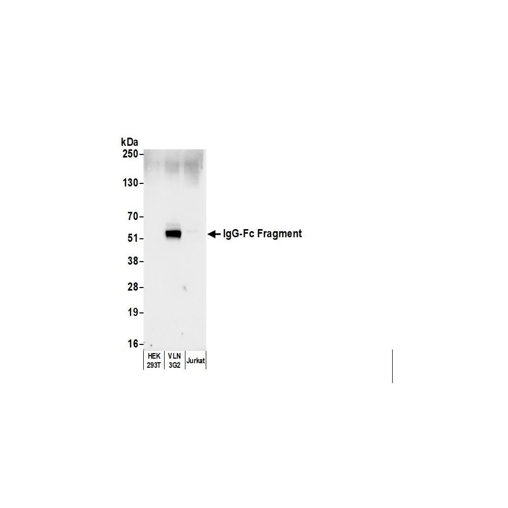 Rabbit anti-Human IgG-Fc Fragment Antibody
