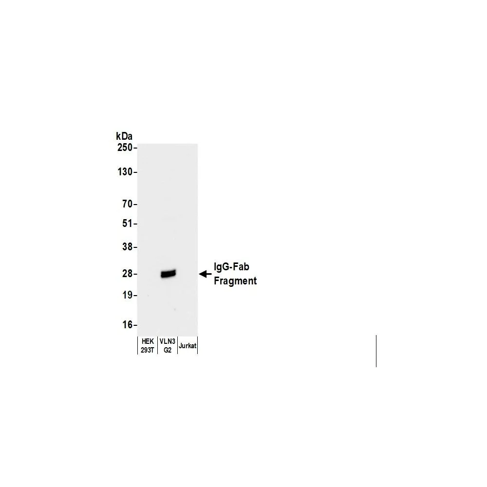 Goat anti-Human IgG-Fab Fragment Antibody Affinity Purified