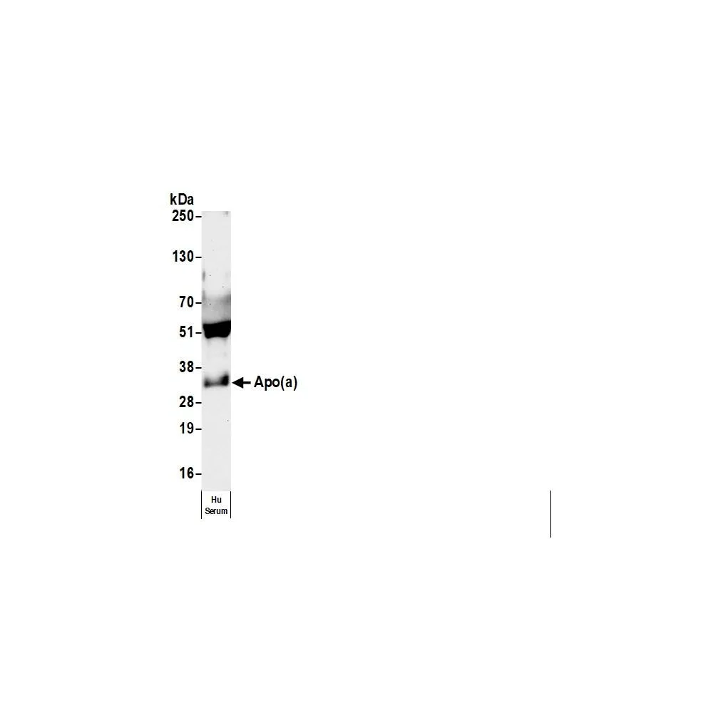 Sheep anti-Human apo(a) Antibody, Affinity Purified