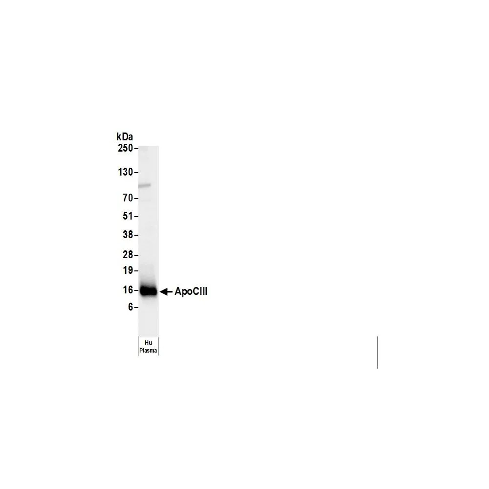 Goat anti-Human Apo CI Antibody FITC Conjugated