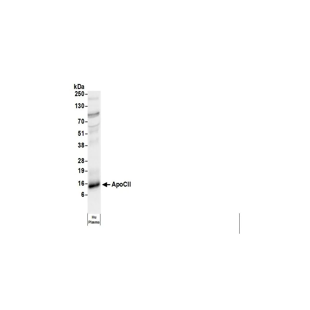 Rabbit anti-Human Apo CII Antibody, Affinity Purified