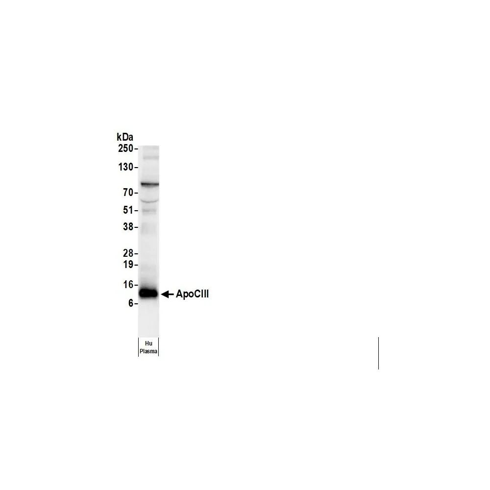Goat anti-Human Apo CIII Antibody Biotin Conjugated