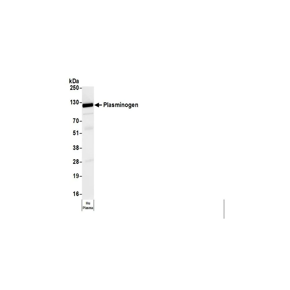 Goat anti-Human Plasminogen Antibody FITC Conjugated