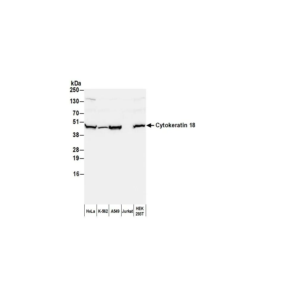 Goat anti-Mouse IgG1 Heavy Chain Antibody FITC Conjugated
