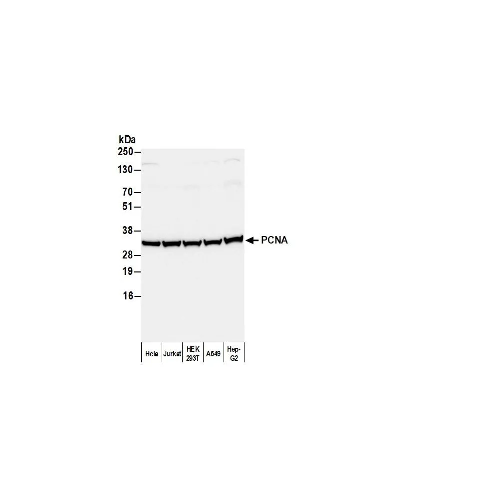 Goat anti-Mouse IgG2a Heavy Chain Antibody HRP Conjugated