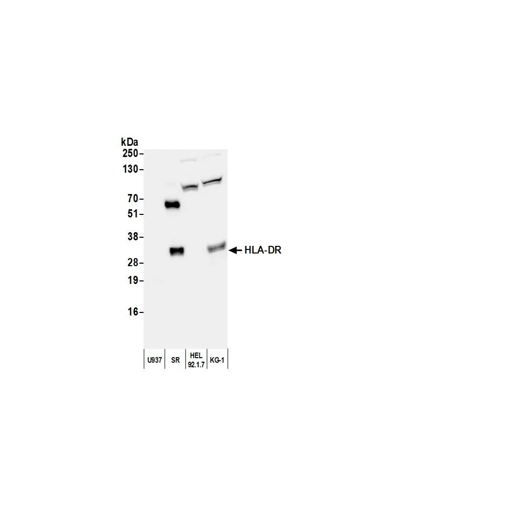 Goat anti-Mouse IgG2b Heavy Chain Antibody FITC Conjugated