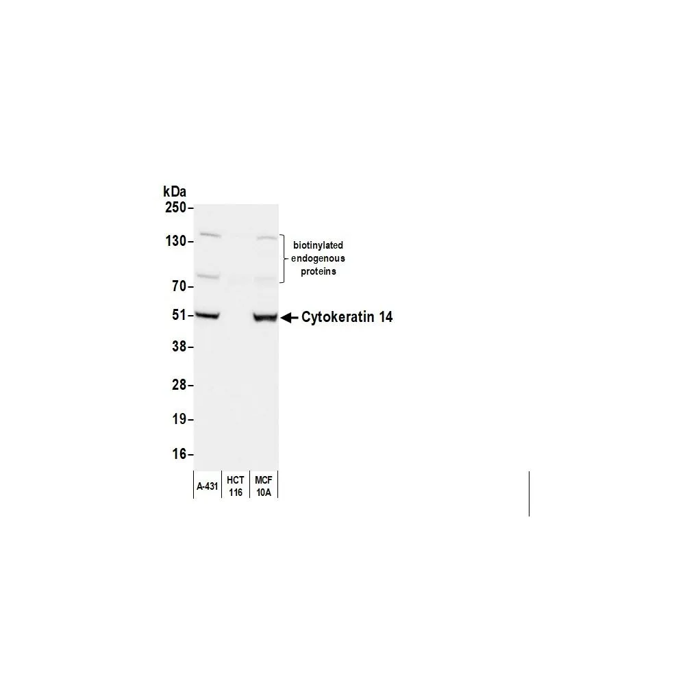 Goat anti-Mouse IgG3 Heavy Chain Antibody Affinity Purified