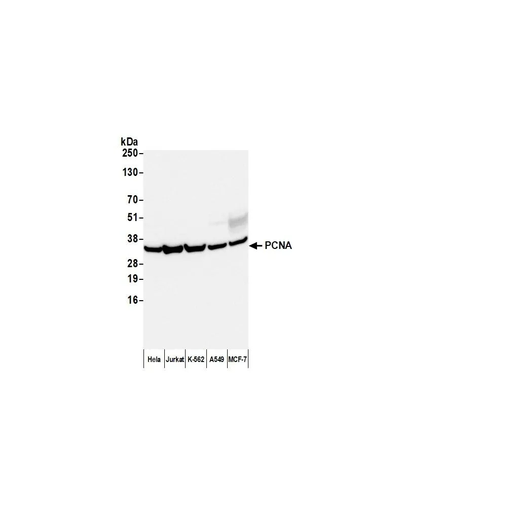 Goat anti-Mouse Kappa Light Chain Antibody Affinity Purified