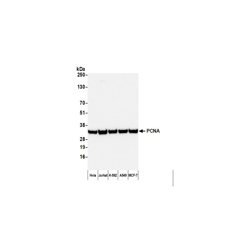 Rabbit anti-Mouse IgG-Fc Fragment Antibody Affinity Purified