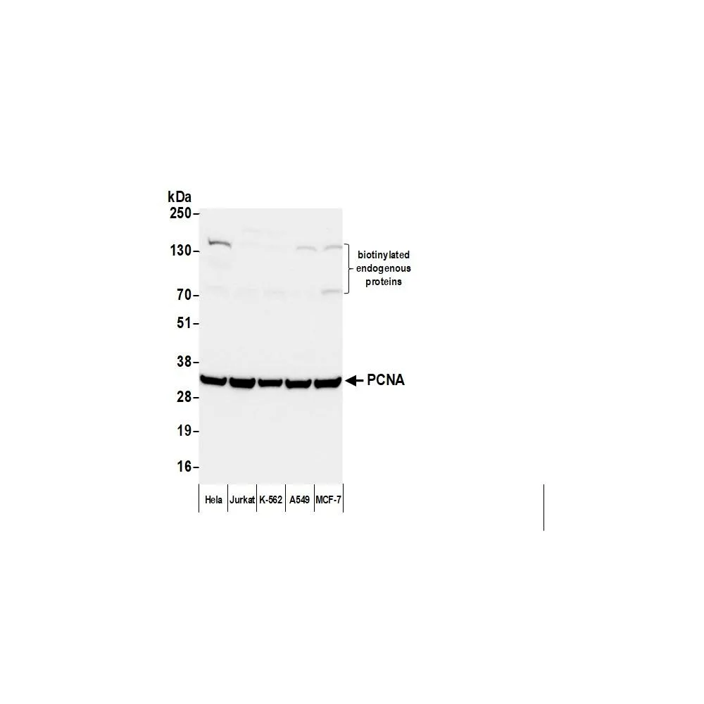 Goat anti-Mouse IgG-Fc Fragment Antibody DyLight® 594 Conjugated