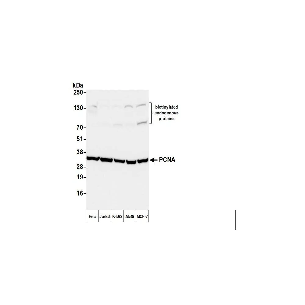 F(ab')2 Rabbit anti-Mouse IgG Heavy and Light Chain Antibody Biotinylated