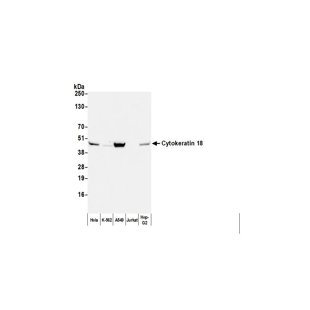 Goat anti-Mouse IgG1 Cross-Adsorbed Antibody FITC Conjugated