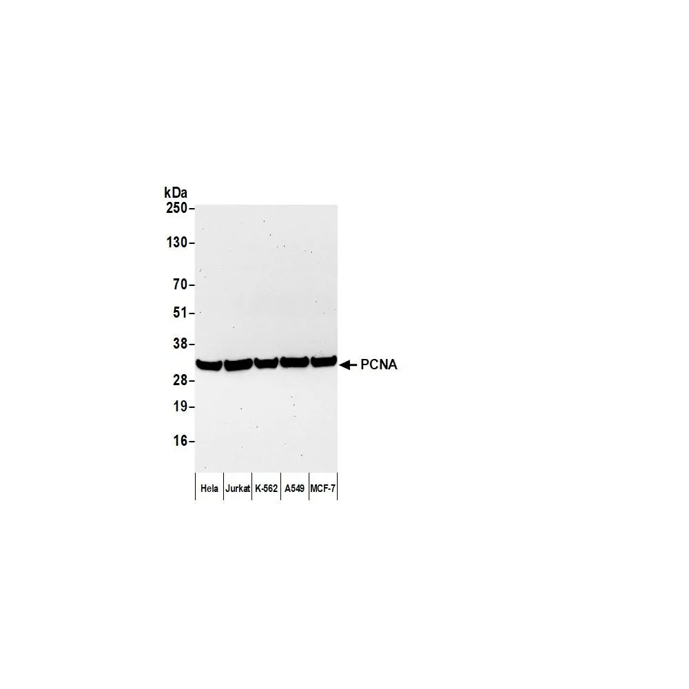 Goat anti-Mouse IgG2a Cross-Adsorbed Antibody Affinity Purified