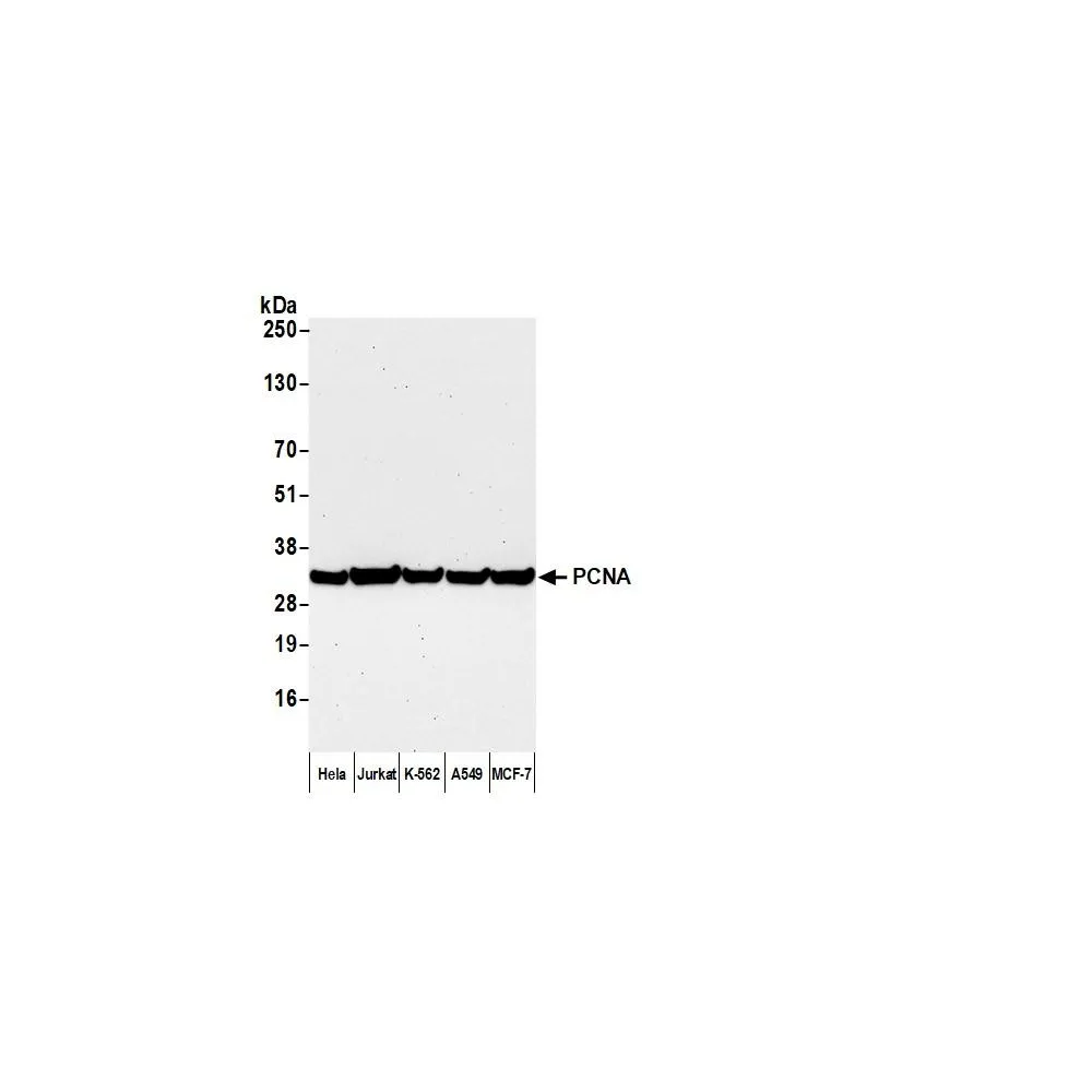 Goat anti-Mouse IgG Heavy and Light Chain Cross-Adsorbed Antibody FITC Conjugated