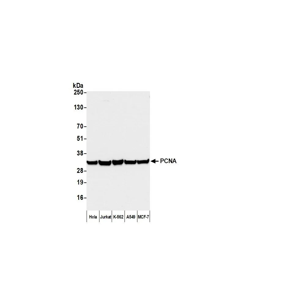 Rabbit anti-Mouse IgG Heavy and Light Chain Cross-Adsorbed Antibody HRP Conjugated