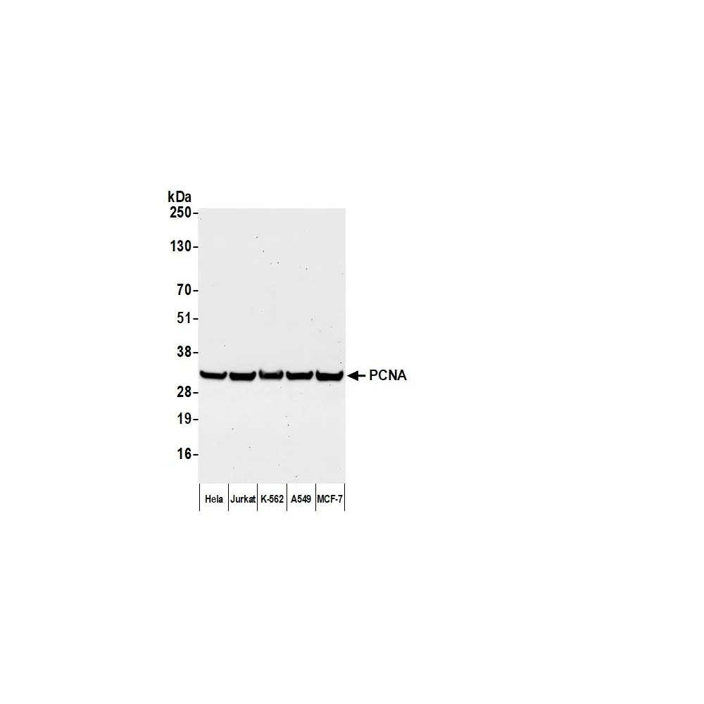 Goat anti-Mouse IgG-Fc Fragment Cross-Adsorbed Antibody FITC Conjugated