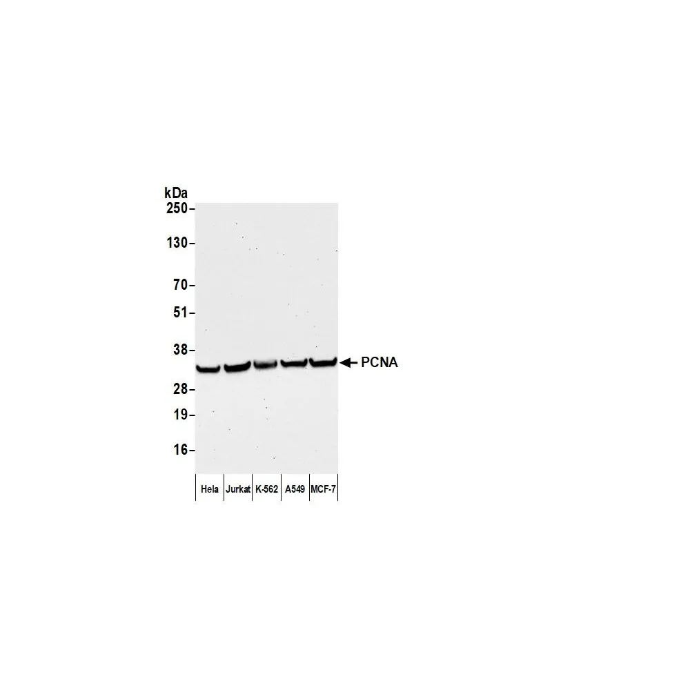F(ab')2 Goat anti-Mouse IgG Heavy and Light Chain Cross-Adsorbed Antibody DyLight® 650 Conjugated