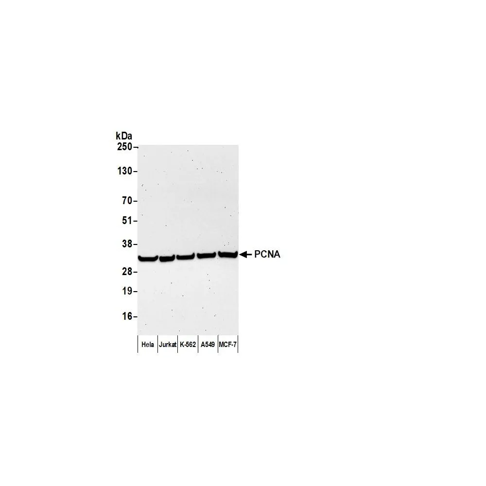F(ab')2 Goat anti-Mouse IgG-Fc Fragment Cross-Adsorbed Antibody Biotinylated