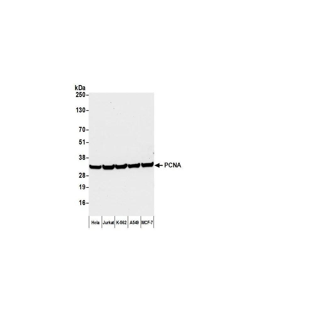 Donkey anti-Mouse IgG Heavy and Light Chain Cross-Adsorbed Antibody DyLight® 680 Conjugated