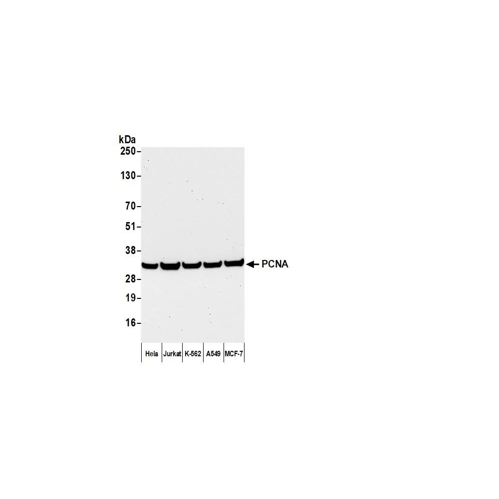 Goat anti-Mouse IgG Heavy and Light Chain Cross-Adsorbed Antibody FITC Conjugated
