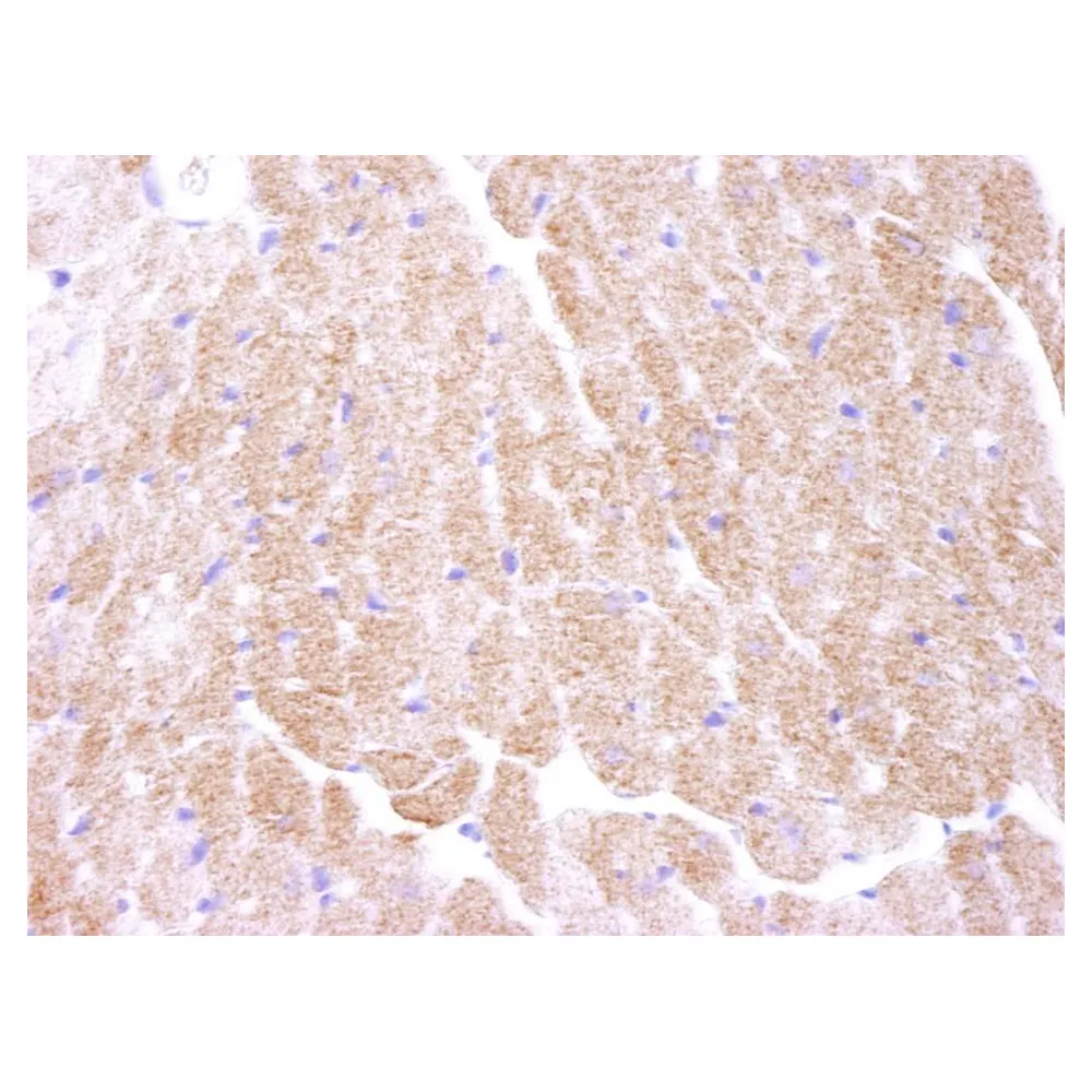 Rabbit anti-AMPK alpha 1 IHC Antibody, Affinity Purified