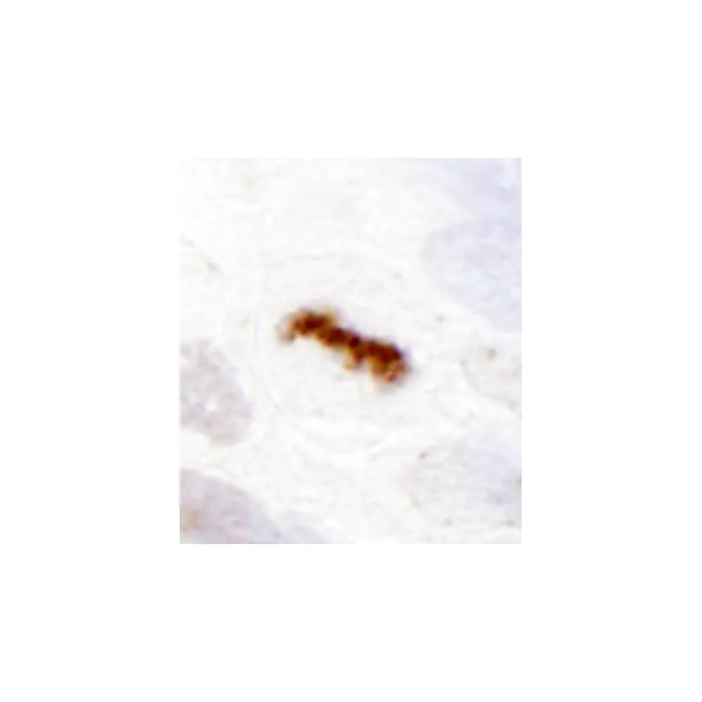Rabbit anti-Aurora B IHC Antibody, Affinity Purified