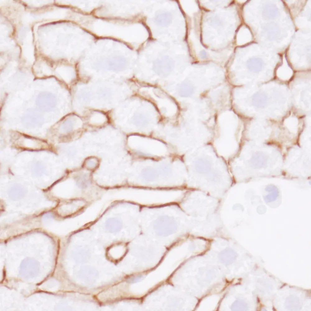 Rabbit anti-EGFR IHC Antibody, Affinity Purified