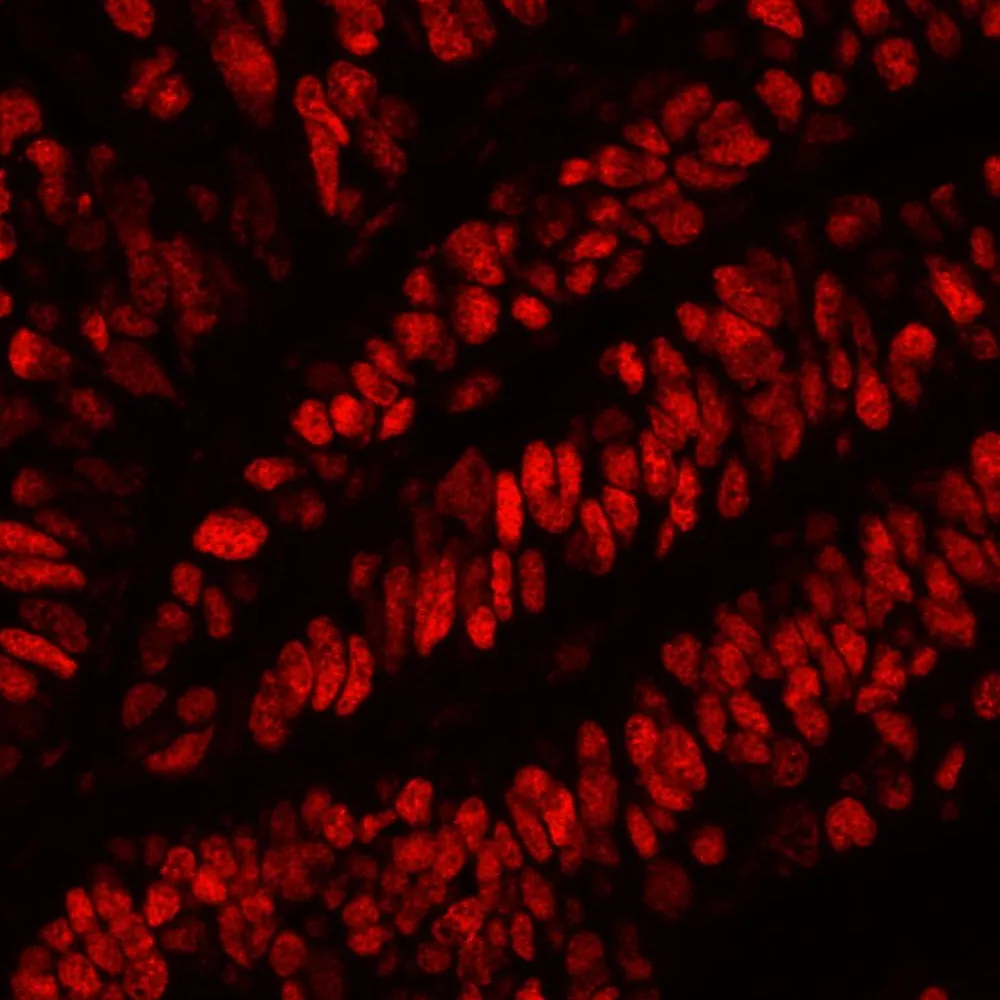 Rabbit anti-MCM2 IHC Antibody, Affinity Purified